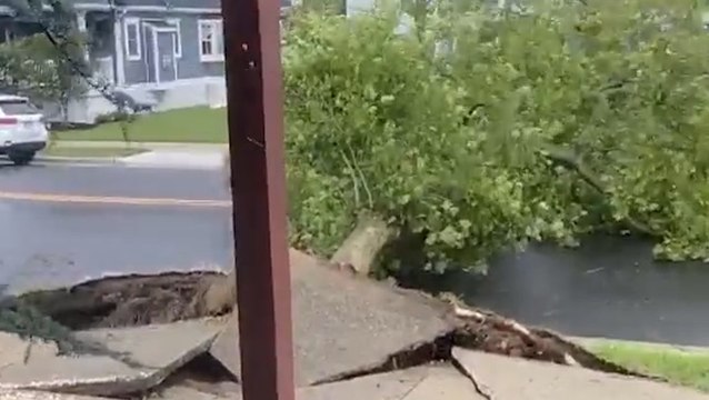 Isaias' winds prove too much for this tree