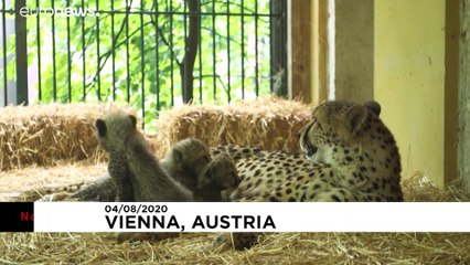 Gepárdkölykök születtek a bécsi állatkertben