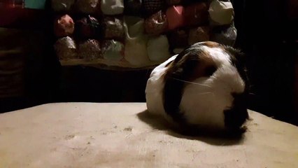 CAVIA PORCELLUS TURMERIC 20190905_072741