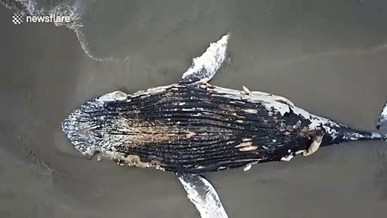 Possibly dead humpback whale washes ashore in southern California