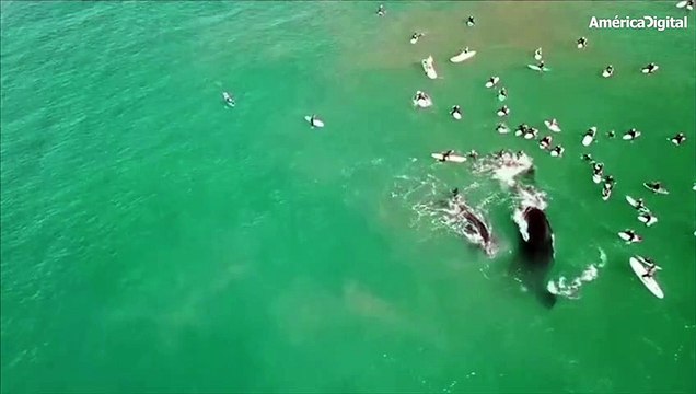 Una ballena y su ballenato nadan junto a varios surfistas en Sidney