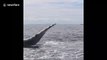 Humpback whale slaps fin with walloping way in Canadian waters