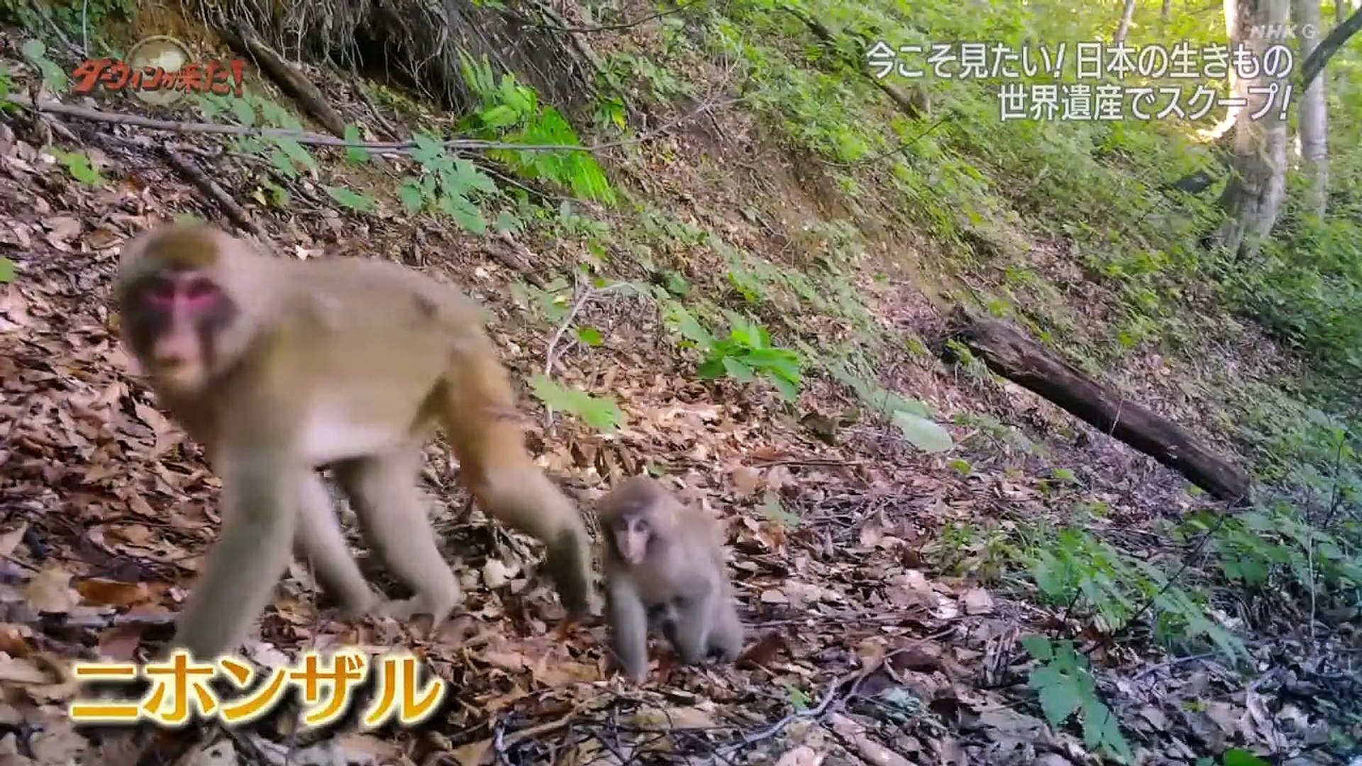 ダーウィンが来た 今こそ見たい 日本の生きものスペシャル B 動画 Dailymotion
