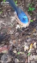 Bird life in the jungle, 60play