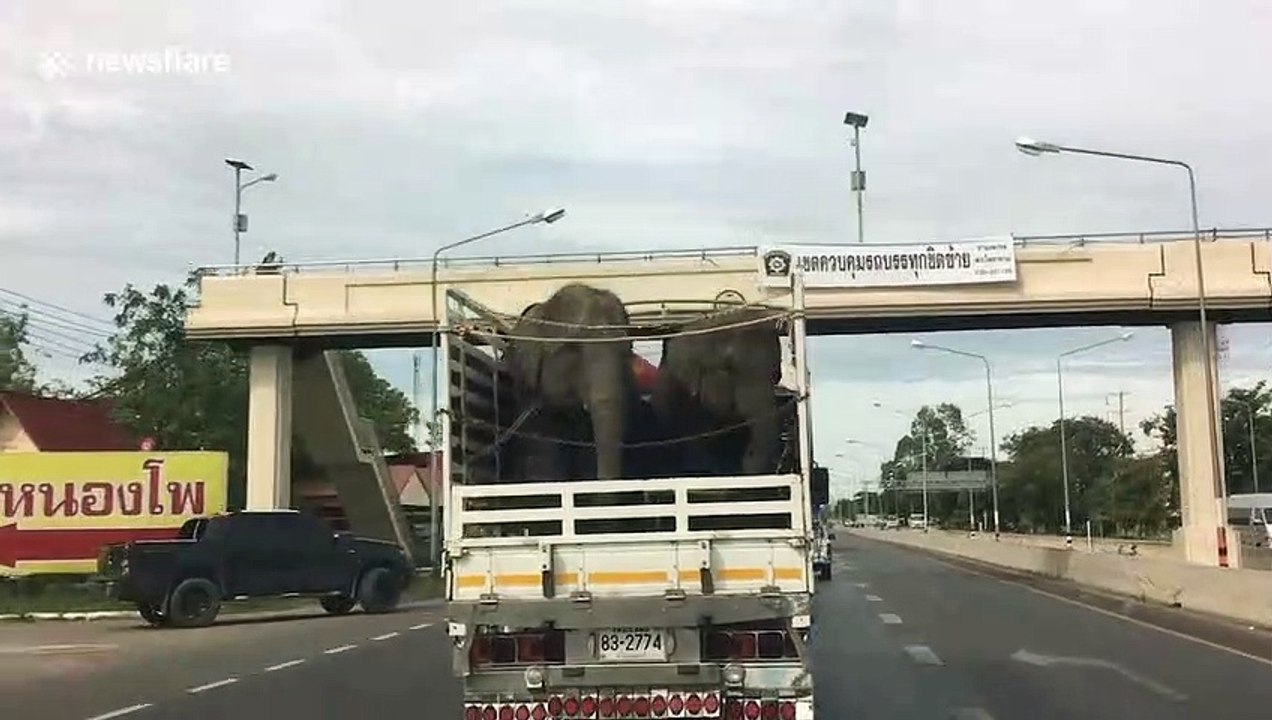 Two elephants sway from side-to-side while being transported in truck