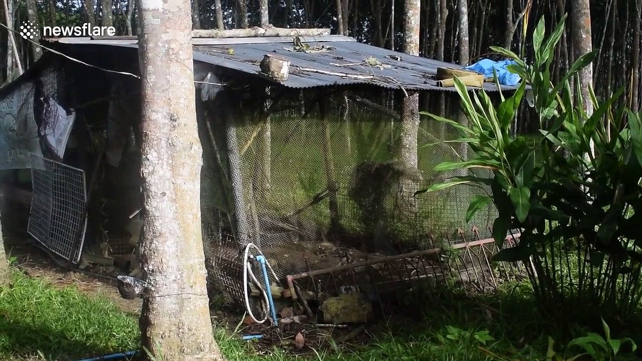 GoPro footage shows aggressive python caught in chicken coop