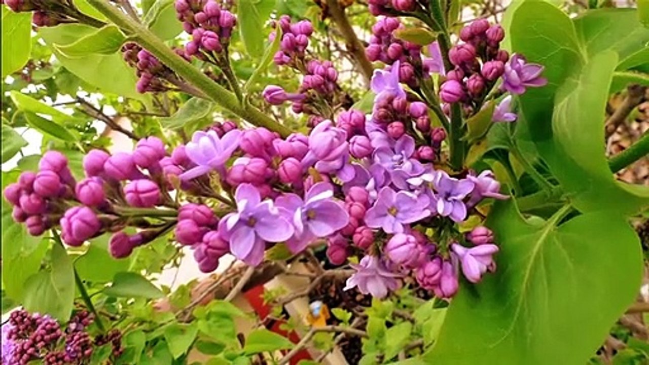 Fantômas II. Juve contre Fantômas (Juve contra Fantômas) (1913)