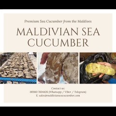 Maldives Sea Cucumber for Sale