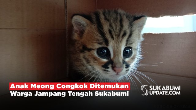 Anak Meong Congkok Ditemukan Warga Jampang Tengah Sukabumi