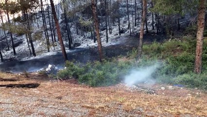 Feu à Sausset : les images du lendemain à 7h00