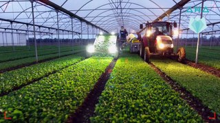 AHA amazing -- It is not just a machine - it is a factory on the farm -- Amazing harvesting and sorting technology