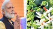 Ram Mandir Bhumi Pujan: अयोध्या में PM Modi लगाएंगे पारिजात का पौधा, जानें इसका महत्व | Boldsky