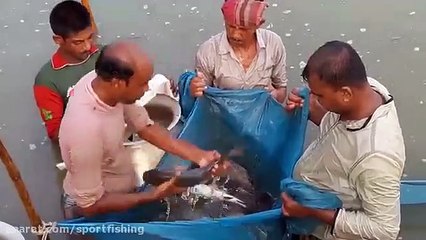 Carp farming in earthen dam and carp fishing