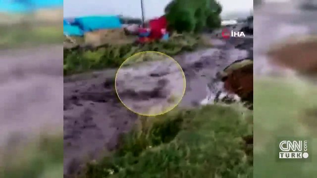 Son dakika haberi... Buzağının sele kapılma anı kamerada