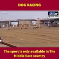 Have you ever seen a dog racing