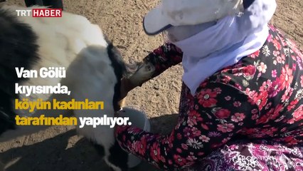 15 kilometrelik tozlu yolculuk süt sağımıyla son buluyor