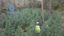 Desmantelada una plantación de marihuana oculta en los bosques de Huesca