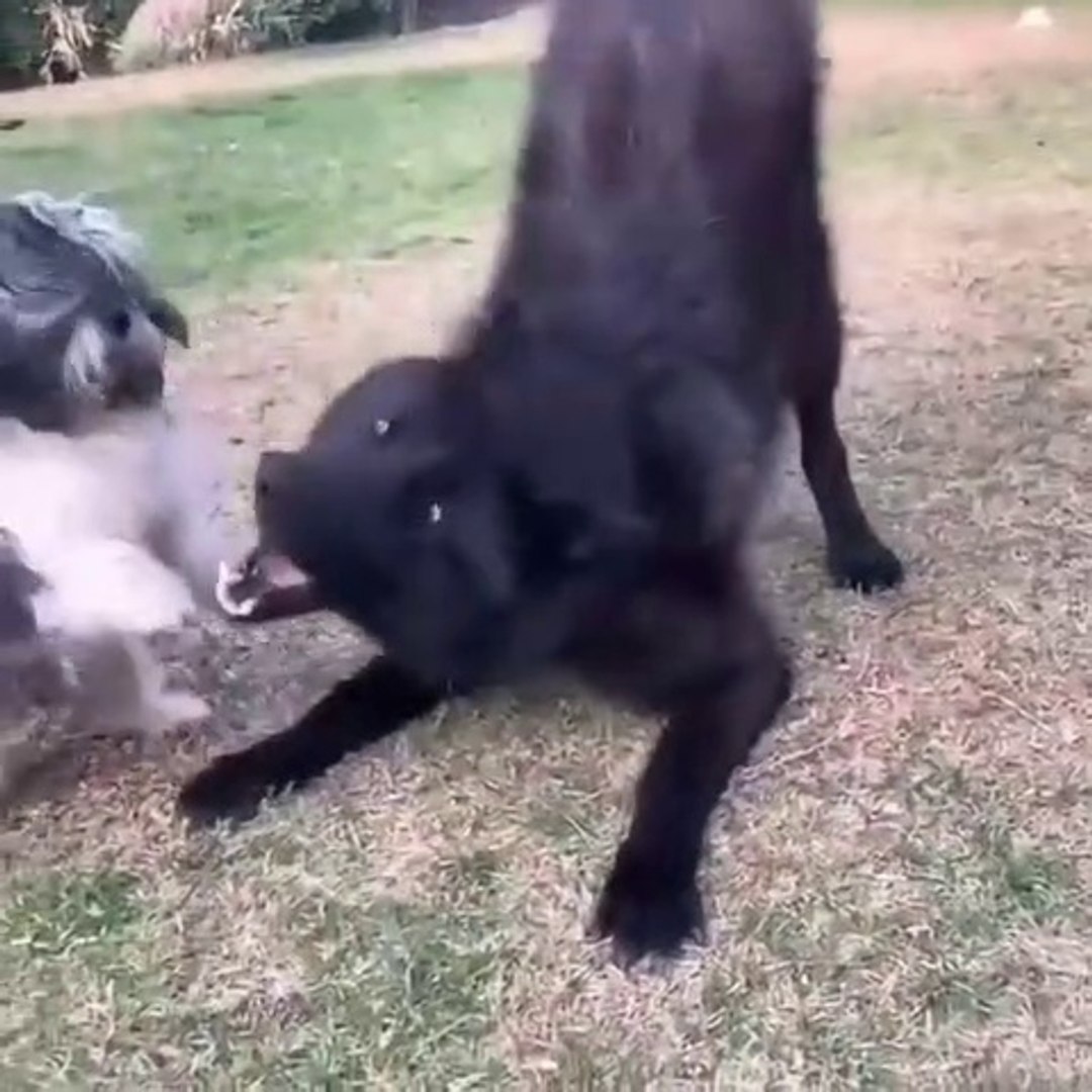 KARAKURT vs SUS KOPEGi - BLACK WOLF vs. FANCY DOG