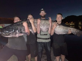 Un silure de 2,30 m en Meuse