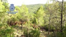 La Policía encuentra cerca de 8.000 plantas de marihuana ocultas en los bosques de Huesca