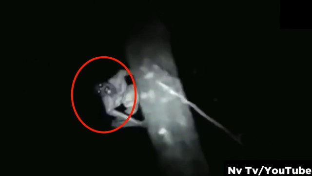 11 Scary Videos Caught in the Woods