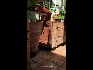 Mrs. Biens - Erster Erkundungsflug der Jungbienen - Volk Magnolie 04.08.2020