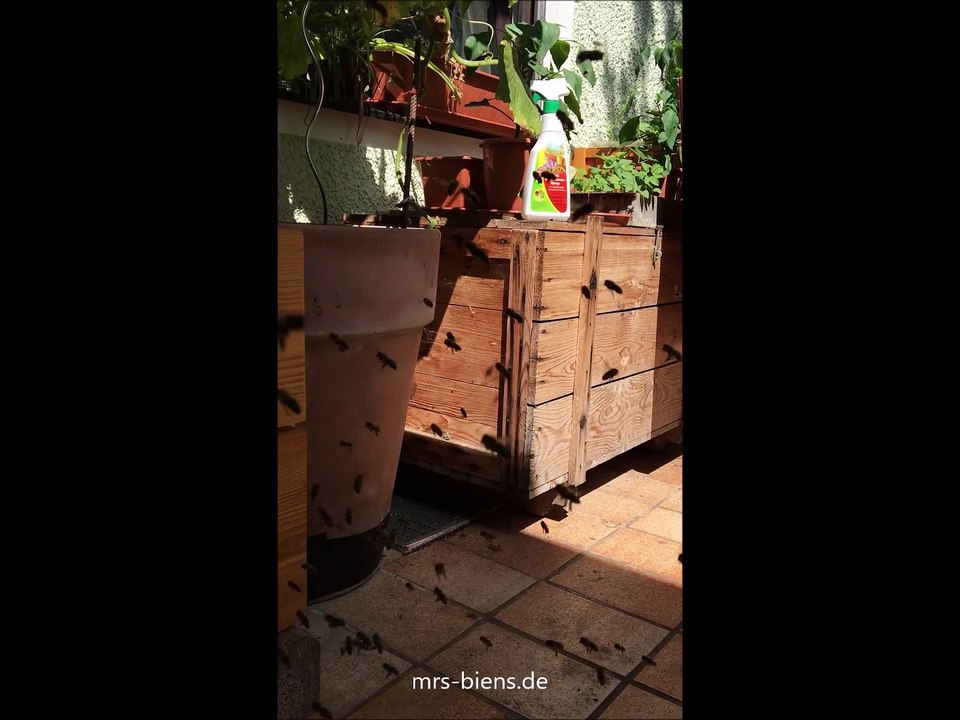 Mrs. Biens - Erster Erkundungsflug der Jungbienen - Volk Magnolie 04.08.2020