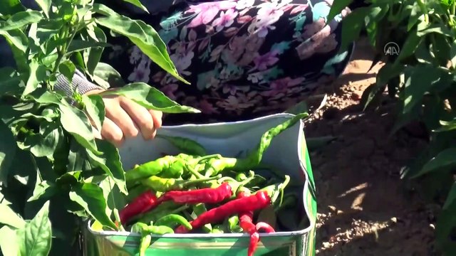 Tava ciğerin lezzet yoldaşı Karaağaç acı biberi hasadı başladı - EDİRNE