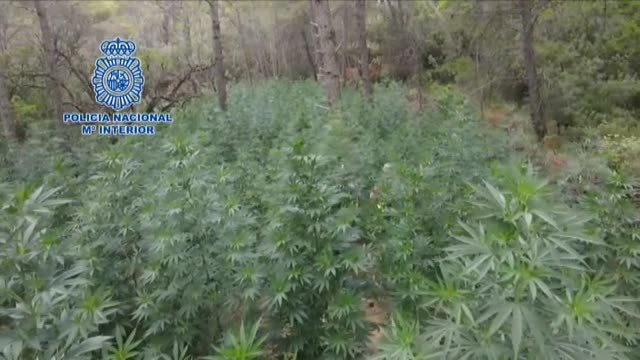 Desmantelada la cuarta plantación de marihuana, en lo que va de año, en los bosques de Huesca