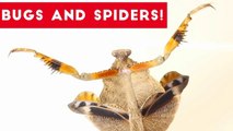 Funniest Insects and Spiders of 2017 Part 2! _ Funny Pet Videos