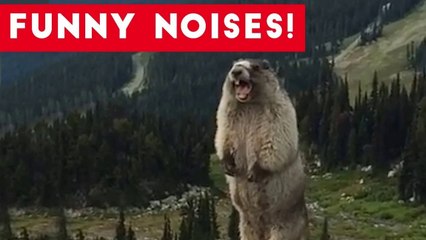 Cutest Funny Animal Sounds Compilation of 2017 _ Funny Pet Videos