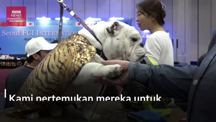 Kontroversi tradisi makan daging anjing di Korea Selatan