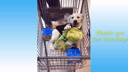 Cute Pets And Funny Animals Compilation #4 - Pets Garden |Funny videos |