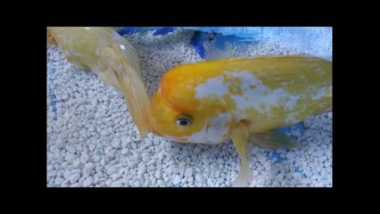 DIY Indoor pool Pond