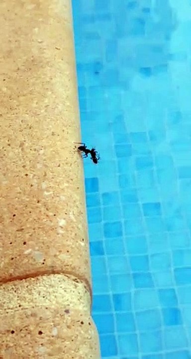 Ant Throws Another Ant Into Pool