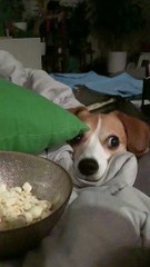 Doggy Stares Longingly as Popcorn