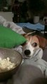 Doggy Stares Longingly as Popcorn