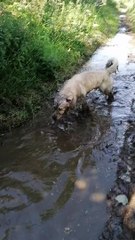 Doggy Makes a Mess Diving Into Mud Puddle