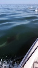 Speed Boat Surrounded by Dolphins