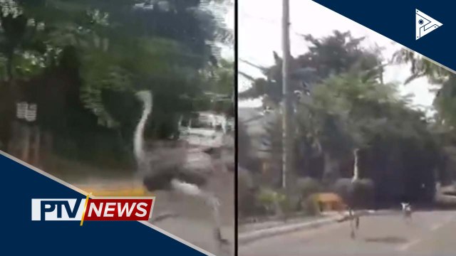 Kambing o aso na humabol sa nag-trending na ostrich, naging debate sa netizens; DENR, iniimbestigahan kung bakit may ostrich sa loob ng village sa QC