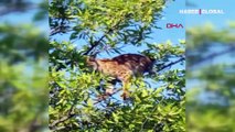 Tunceli'de köpeklerin saldırısından kaçan vaşak ağaca tırmandı