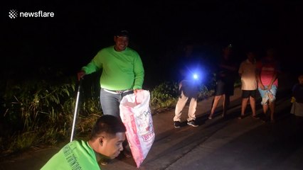 Huge python caught in road with its mouth open waiting for prey