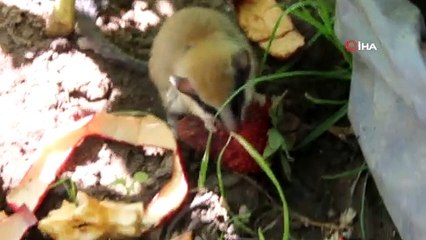 Nesli tükenmekte olan hayvanı kedinin ağzından kurtardı