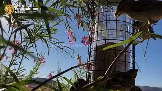 Chirping Sparrow Singing, Sparrow feeding, Save Sparrow Birds