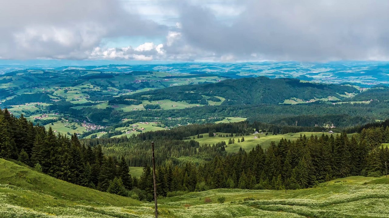 Beautiful landscape with pine trees