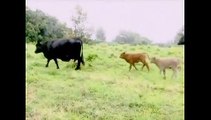 UFO Sighting Cheyenne Nov 21 2010 Cow Abduction