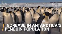 Apparently There Are More of These Animals in Antarctica Than We Thought