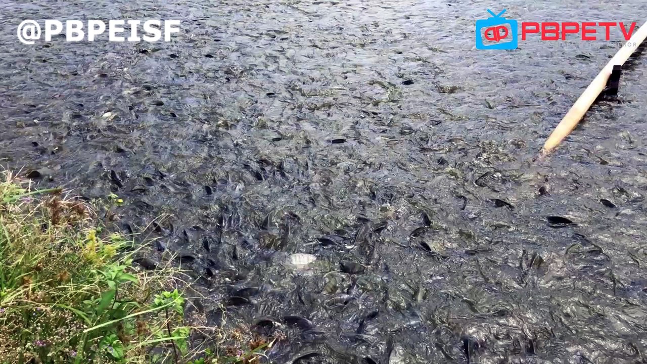 ALIMENTANDO TILÁPIA E TAMBAQUI NA FAZENDA ACALENTO EM PEDRAS DE FOGO
