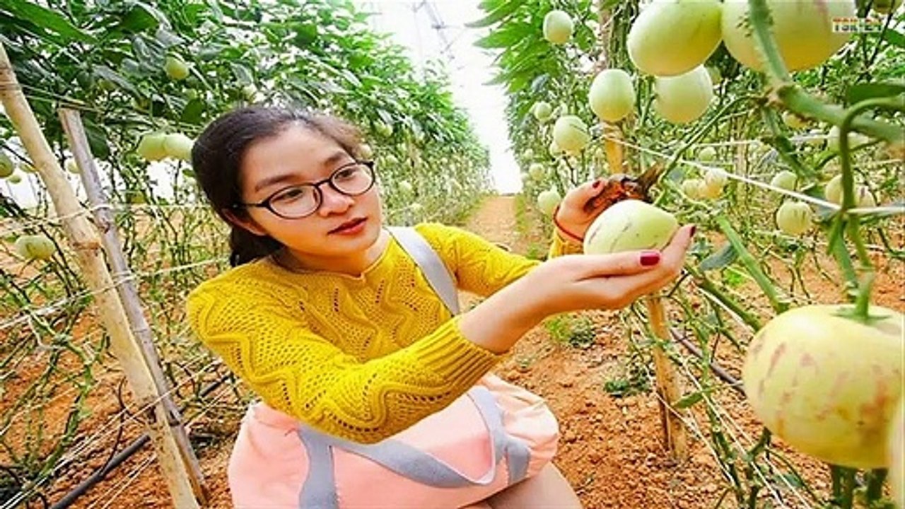 WOW! Amazing New Agriculture Technology - Pepino