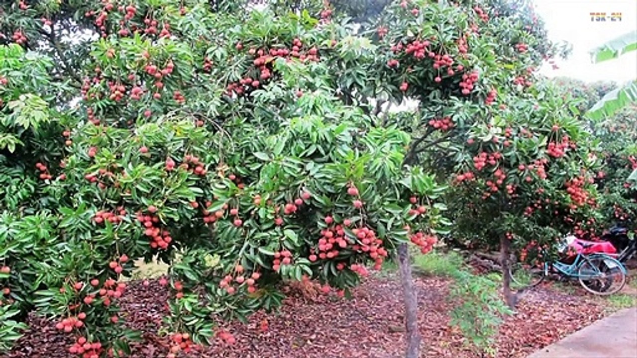 WOW! Most Amazing Fruits & Vegetables Farming Technique - You Won't Believe Actually Exist